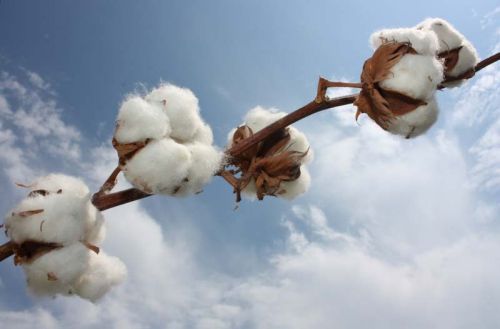 DCH-32 Raw Cotton