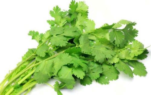 Fresh Coriander Leaves