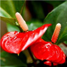 Aglaonema Plants