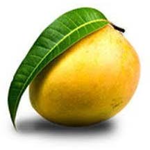 Alphonso Mango