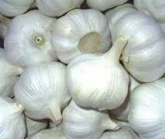 Fresh Garlic