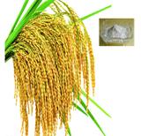 Rice Bran Ferulic Acid, Packaging Type : White, Form : powder