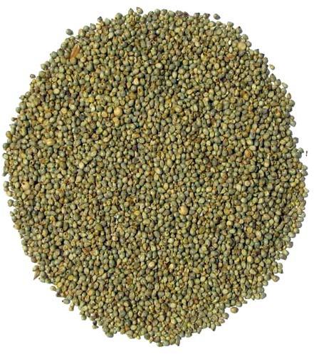 Pearl Millet Seeds
