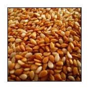 Sesame seeds, Cultivation Type : Natural