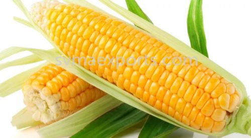 Maize, Quality Available : A Grade