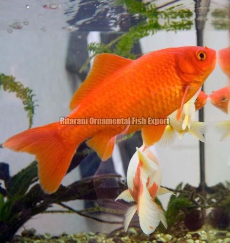 Live Goldfish, Packaging Type : 20kg Carton -RDW 10kg Carton