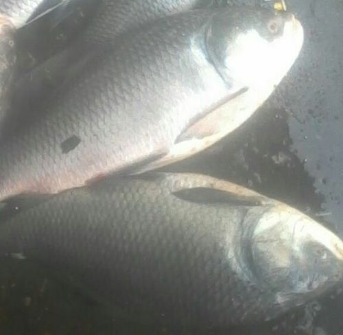 Live Catla Fish, For Cooking, Food, Human Consumption, Feature : Good For Health, Good Protein, Non Harmful
