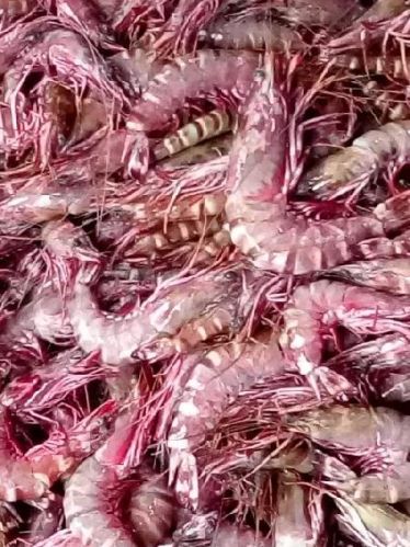 Live Sea Prawns, Feature : High In Protein