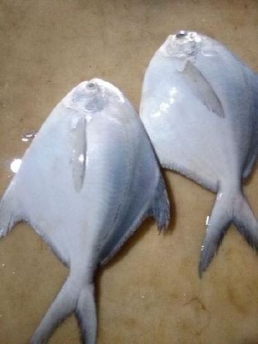 Live Silver Pomfret Fish, For Cooking, Food, Human Consumption, Making Medicine, Making Oil, Packaging Type : Carton Box