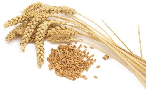 Soft Wheat