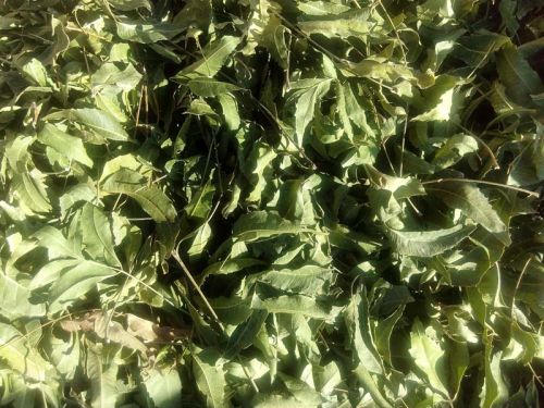 Dried Neem Leaves