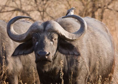 Cape Buffalo