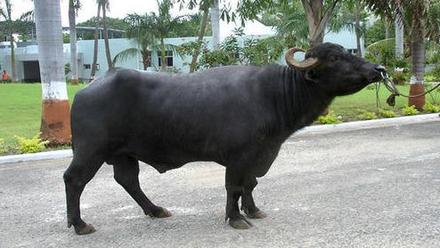 Murrah Buffalo