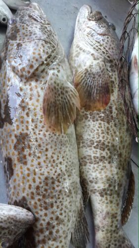 Grouper Fish