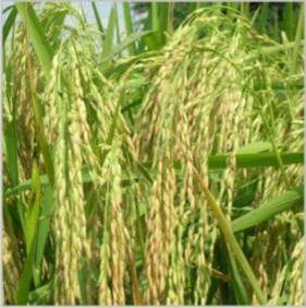 Hybrid Rice