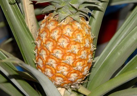 Fresh Pineapple, For Food, Juice, Packaging Type : Carton Box