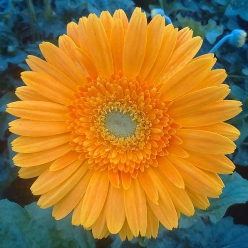 Gerbera Cut Flower