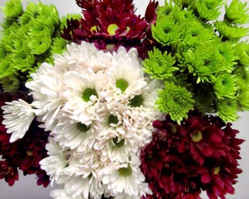 Chrysanthemum Flower, For Decorative, Garlands, Vase Displays, Wreaths, Style : Fresh