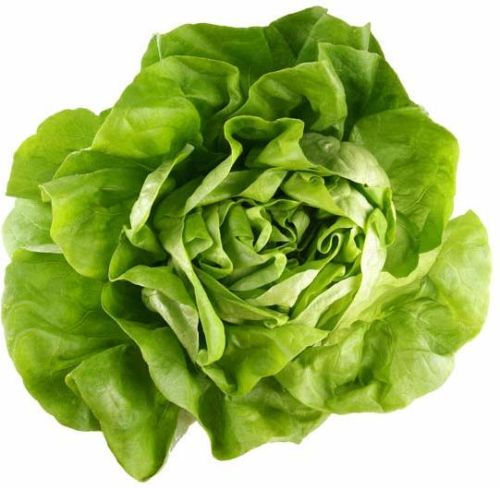 Fresh Lettuce