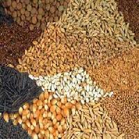 Agricultural Seeds