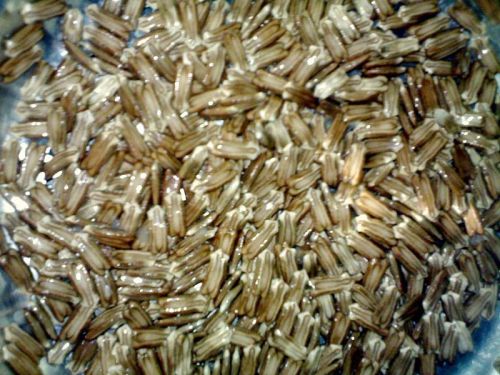 Bottle Gourd Seeds, Packaging Type : Paper Bag, Pouches, PP Bag