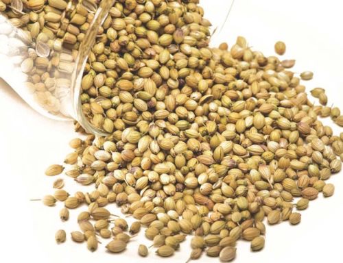 Organic Coriander Seeds, For Agriculture, Cooking, Medicinal, Packaging Type : Jute Bags, Plastic Packets