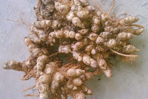 Organic Ginger Seeds, Packaging Type : Gunny Bags, Jute Bags, Plastic Packet