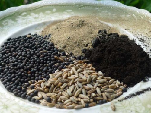 Organic Green Manure Seeds, For Agriculture, Packaging Type : Plastic Bag