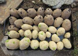 Organic Potato Seeds, For Agriculture, Style : Dried