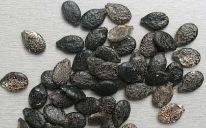 Sponge Gourd Seeds, Packaging Type : Paper Bag, Plastic Bag, Pouches