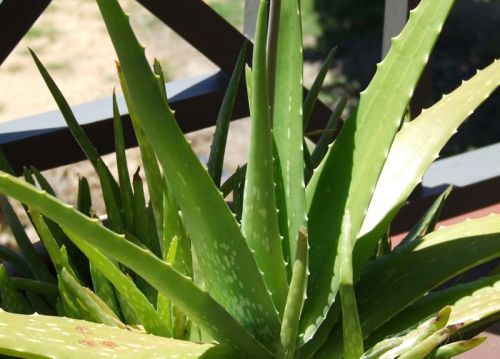 Aloe Vera Plants