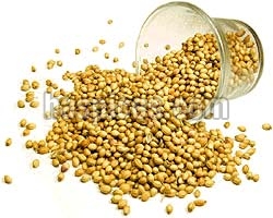 Coriander seeds, Usage/Application : Culinary Spice