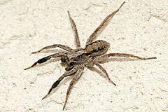 Spider Pest Control Services