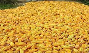 Yellow corn, Storage : Cool, Dry Place