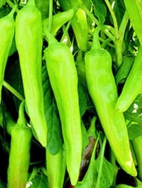 Hybrid Chilli Bijli, Color : Light Green To Parrot Green, Smooth Skin