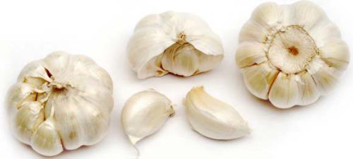 Fresh Garlic