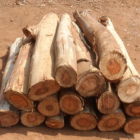 Wood Logs