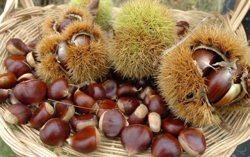 Natrual Common Chestnut For Sale, Certification : FSSAI