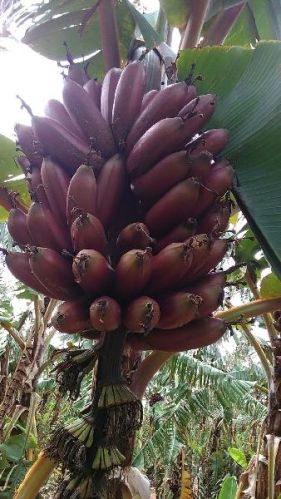 Sky Traders Fresh Red Banana, Variety : Puvvan, Rasa Kadali, Njali Puvan