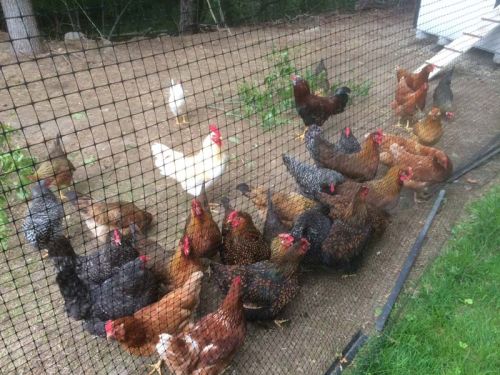 Poultry Hens