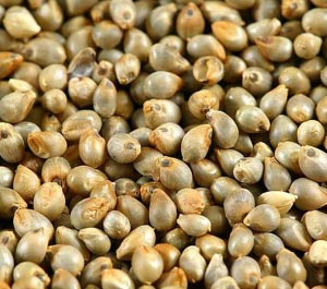 Pearl Millet Seeds