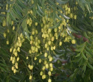 Neem Seeds