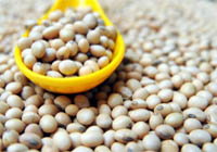 Organic Soybean Seeds, For Human Consumption, Style : Natural