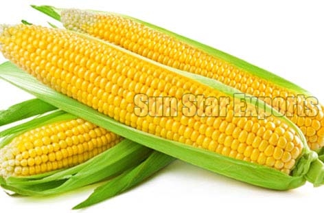 Sweetcorn