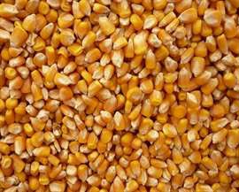 Organic Maize Seeds, For Animal Feed, Human Consuption, Style : Dried