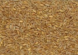 Durum Wheat Seeds