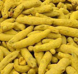 Rajapuri Turmeric