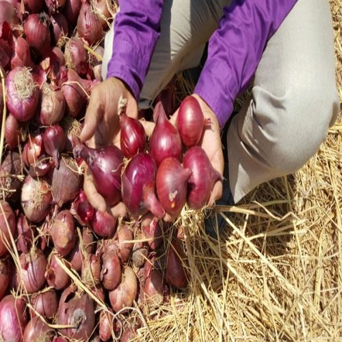 Red onion, Style : Natural