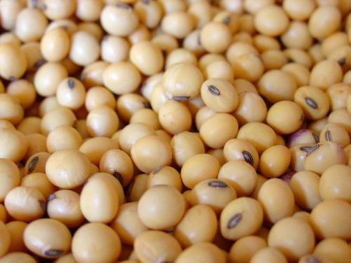 Organic Soybean Seeds, For Human Consumption, Style : Natural