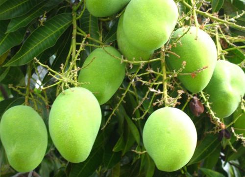 Fresh Mango,fresh Mango